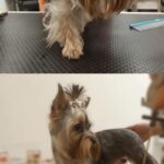 Salon Pan Pes — profesionální péče o psy všech plemen v Praze 6 (Řepy). Stříhání, trimování, koupání s kosmetikou Crown Royal a Iv San Bernard, příprava na výstavy.