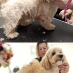 Salon Pan Pes — profesionální péče o psy všech plemen v Praze 6 (Řepy). Stříhání, trimování, koupání s kosmetikou Crown Royal a Iv San Bernard, příprava na výstavy.