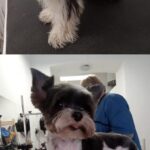 Salon Pan Pes — profesionální péče o psy všech plemen v Praze 6 (Řepy). Stříhání, trimování, koupání s kosmetikou Crown Royal a Iv San Bernard, příprava na výstavy.