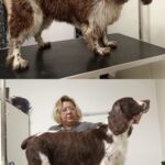 Salon Pan Pes — profesionální péče o psy všech plemen v Praze 6 (Řepy). Stříhání, trimování, koupání s kosmetikou Crown Royal a Iv San Bernard, příprava na výstavy.