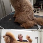 Salon Pan Pes — profesionální péče o psy všech plemen v Praze 6 (Řepy). Stříhání, trimování, koupání s kosmetikou Crown Royal a Iv San Bernard, příprava na výstavy.