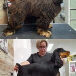 Salon Pan Pes — profesionální péče o psy všech plemen v Praze 6 (Řepy). Stříhání, trimování, koupání s kosmetikou Crown Royal a Iv San Bernard, příprava na výstavy.