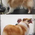 Salon Pan Pes — profesionální péče o psy všech plemen v Praze 6 (Řepy). Stříhání, trimování, koupání s kosmetikou Crown Royal a Iv San Bernard, příprava na výstavy.