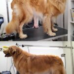 Salon Pan Pes — profesionální péče o psy všech plemen v Praze 6 (Řepy). Stříhání, trimování, koupání s kosmetikou Crown Royal a Iv San Bernard, příprava na výstavy.