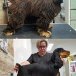 Salon Pan Pes — profesionální péče o psy všech plemen v Praze 6 (Řepy). Stříhání, trimování, koupání s kosmetikou Crown Royal a Iv San Bernard, příprava na výstavy.