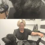 Salon Pan Pes — profesionální péče o psy všech plemen v Praze 6 (Řepy). Stříhání, trimování, koupání s kosmetikou Crown Royal a Iv San Bernard, příprava na výstavy.