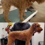 Salon Pan Pes — profesionální péče o psy všech plemen v Praze 6 (Řepy). Stříhání psů, trimování psů, koupání psů s kosmetikou Crown Royal a Iv San Bernard. Od běžné péče pro psy po přípravu na výstavy.