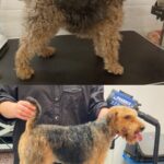Salon Pan Pes — profesionální péče o psy všech plemen v Praze 6 (Řepy). Stříhání, trimování, koupání s kosmetikou Crown Royal a Iv San Bernard, příprava na výstavy.