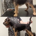 Salon Pan Pes — profesionální péče o psy všech plemen v Praze 6 (Řepy). Stříhání, trimování, koupání s kosmetikou Crown Royal a Iv San Bernard, příprava na výstavy.