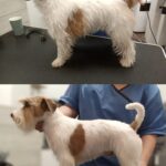 Salon Pan Pes — profesionální péče o psy všech plemen v Praze 6 (Řepy). Stříhání, trimování, koupání s kosmetikou Crown Royal a Iv San Bernard, příprava na výstavy.