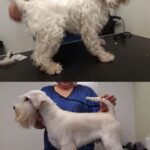 Salon Pan Pes — profesionální péče o psy všech plemen v Praze 6 (Řepy). Stříhání, trimování, koupání s kosmetikou Crown Royal a Iv San Bernard, příprava na výstavy.
