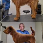 Salon Pan Pes — profesionální péče o psy všech plemen v Praze 6 (Řepy). Stříhání, trimování, koupání s kosmetikou Crown Royal a Iv San Bernard, příprava na výstavy.