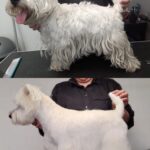 Salon Pan Pes — profesionální péče o psy všech plemen v Praze 6 (Řepy). Stříhání, trimování, koupání s kosmetikou Crown Royal a Iv San Bernard, příprava na výstavy.