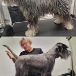 Salon Pan Pes — profesionální péče o psy všech plemen v Praze 6 (Řepy). Stříhání, trimování, koupání s kosmetikou Crown Royal a Iv San Bernard, příprava na výstavy.