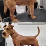 Salon Pan Pes — profesionální péče o psy všech plemen v Praze 6 (Řepy). Stříhání, trimování, koupání s kosmetikou Crown Royal a Iv San Bernard, příprava na výstavy.