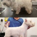 Salon Pan Pes — profesionální péče o psy všech plemen v Praze 6 (Řepy). Stříhání, trimování, koupání s kosmetikou Crown Royal a Iv San Bernard, příprava na výstavy.