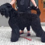 Salon Pan Pes — profesionální péče o psy všech plemen v Praze 6 (Řepy). Stříhání psů, trimování psů, koupání psů s kosmetikou Crown Royal a Iv San Bernard. Od běžné péče pro psy po přípravu na výstavy.
