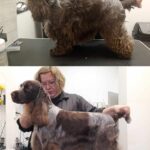 Salon Pan Pes — profesionální péče o psy všech plemen v Praze 6 (Řepy). Stříhání psů, trimování psů, koupání psů s kosmetikou Crown Royal a Iv San Bernard. Od běžné péče pro psy po přípravu na výstavy.