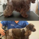Salon Pan Pes — profesionální péče o psy všech plemen v Praze 6 (Řepy). Stříhání, trimování, koupání s kosmetikou Crown Royal a Iv San Bernard, příprava na výstavy.