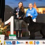Salon Pan Pes — profesionální péče o psy všech plemen v Praze 6 (Řepy). Stříhání psů, trimování psů, koupání psů s kosmetikou Crown Royal a Iv San Bernard. Od běžné péče pro psy po přípravu na výstavy.