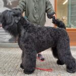 Salon Pan Pes — profesionální péče o psy všech plemen v Praze 6 (Řepy). Stříhání, trimování, koupání s kosmetikou Crown Royal a Iv San Bernard, příprava na výstavy.