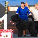 Salon Pan Pes — profesionální péče o psy všech plemen v Praze 6 (Řepy). Stříhání, trimování, koupání s kosmetikou Crown Royal a Iv San Bernard, příprava na výstavy.
