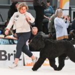 Salon Pan Pes — profesionální péče o psy všech plemen v Praze 6 (Řepy). Stříhání, trimování, koupání s kosmetikou Crown Royal a Iv San Bernard, příprava na výstavy.
