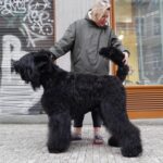 Salon Pan Pes — profesionální péče o psy všech plemen v Praze 6 (Řepy). Stříhání, trimování, koupání s kosmetikou Crown Royal a Iv San Bernard, příprava na výstavy.