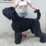 Salon Pan Pes — profesionální péče o psy všech plemen v Praze 6 (Řepy). Stříhání, trimování, koupání s kosmetikou Crown Royal a Iv San Bernard, příprava na výstavy.