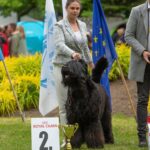Salon Pan Pes — profesionální péče o psy všech plemen v Praze 6 (Řepy). Stříhání, trimování, koupání s kosmetikou Crown Royal a Iv San Bernard, příprava na výstavy.