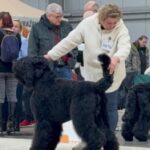 Salon Pan Pes — profesionální péče o psy všech plemen v Praze 6 (Řepy). Stříhání, trimování, koupání s kosmetikou Crown Royal a Iv San Bernard, příprava na výstavy.