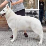 Salon Pan Pes — profesionální péče o psy všech plemen v Praze 6 (Řepy). Stříhání, trimování, koupání s kosmetikou Crown Royal a Iv San Bernard, příprava na výstavy.