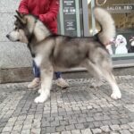 Salon Pan Pes — profesionální péče o psy všech plemen v Praze 6 (Řepy). Stříhání, trimování, koupání s kosmetikou Crown Royal a Iv San Bernard, příprava na výstavy.