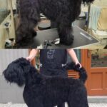 Salon Pan Pes — profesionální péče o psy všech plemen v Praze 6 (Řepy). Stříhání, trimování, koupání s kosmetikou Crown Royal a Iv San Bernard, příprava na výstavy.